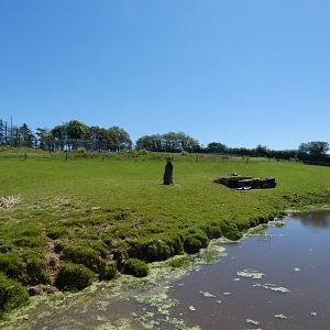 South American mixed paddock