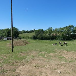 Damara zebra paddock