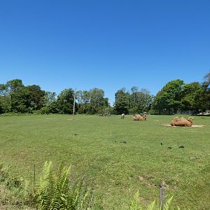 Bactrian camel and Przewalski's horse enclosure
