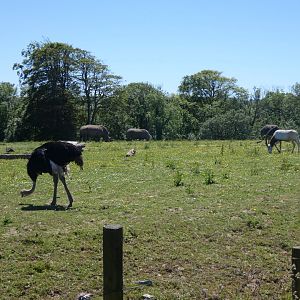 Ostrich, White rhino and Oryx