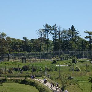 Sumatran tiger enclosure from distance