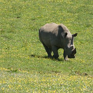 Southern white rhinoceros