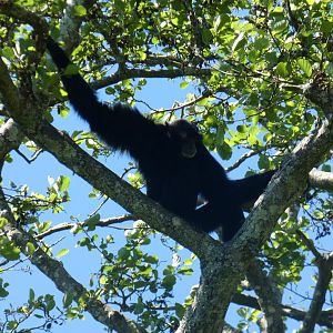Siamang at top of tree