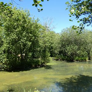 Squirrel monkey islands