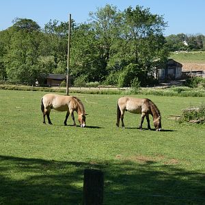 Przewalski's horses