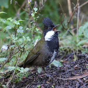 Eastern Whipbird male (wild bird)