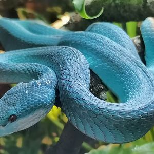 White-lipped island pit viper / Trimeresurus (Crypteletrops) insularis / Faunia Madrid