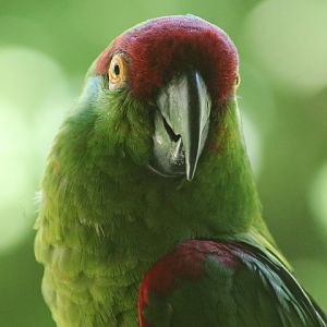 Thick-billed Parrot