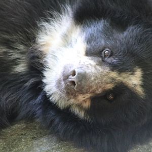 Spectacled Bear