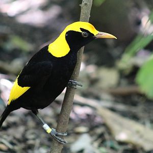 Regent Bowerbird