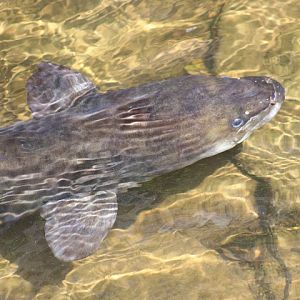 New Zealand Longfin Eel
