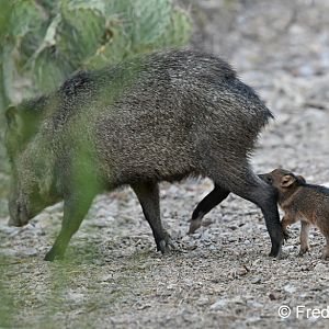 javelina mother and baby
