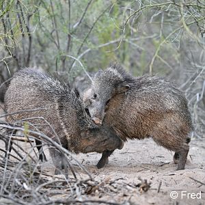 juvenile javelinas sparring