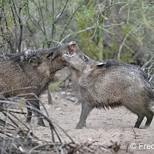 juvenile javelinas sparring