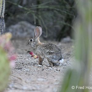 desert cottontail