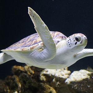 Green Turtle