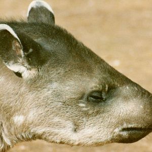 South American Tapir - 1990's