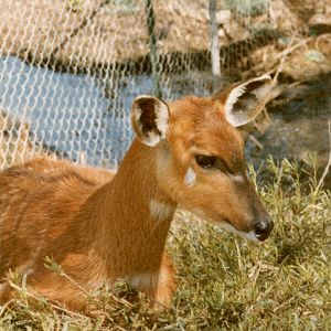 Sitatunga - 1990's