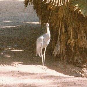 Sarus Crane - 1990's