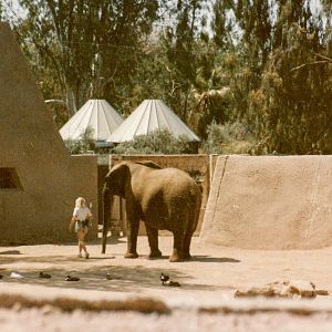 African Bush Elephant - 1990's