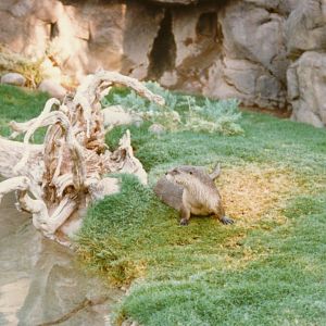 North American River Otter - 1990's