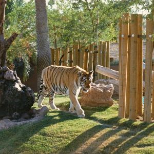 Bengal Tiger - 1990's (or possibly 80's)