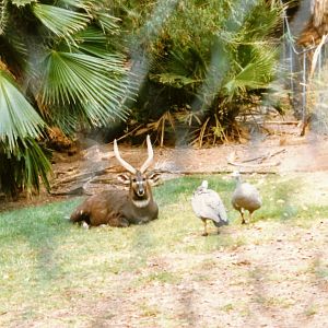 Sitatunga & Cape Barren Goose (1990's)