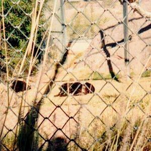 Indochinese Leopard (1990's)