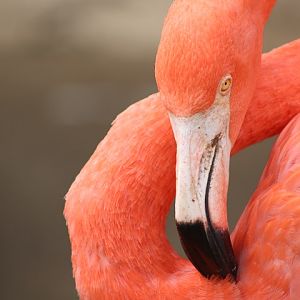 American Flamingo