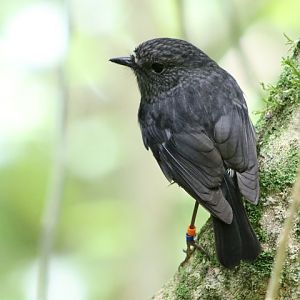 North Island Robin