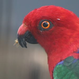 Moluccan King-parrot