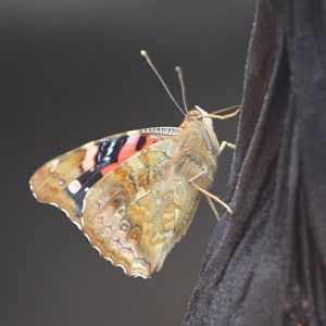 Kamehameha Butterfly