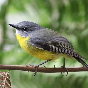 Eastern Yellow Robin