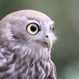 Barking Owl