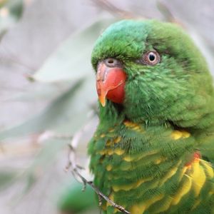 Scaly-breasted Lorikeet