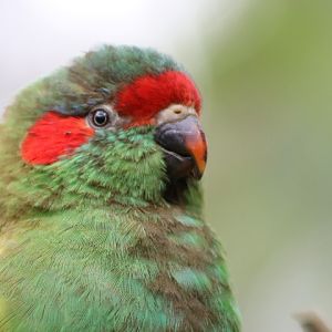 Musk Lorikeet