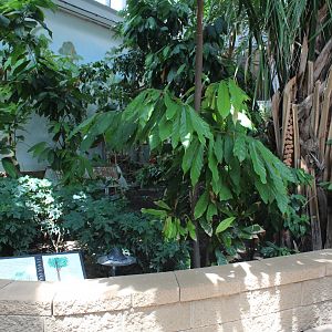 Yellow-Footed Tortoise Exhibit - Tropical Discovery