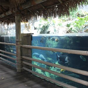 Tropical Aquarium - Tropical Discovery