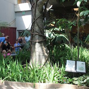 Two-Toed Sloth Exhibit - Tropical Discovery
