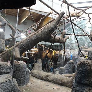 Black-Handed Spider Monkey Exhibit - Primate House