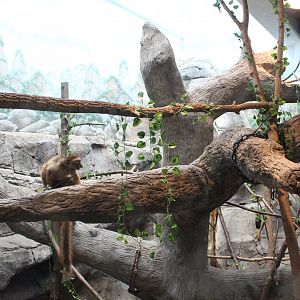 Blue-Eyed Black Lemur Exhibit - Primate House