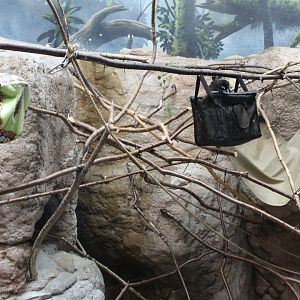 Cotton Top Tamarin Exhibit - Primate House