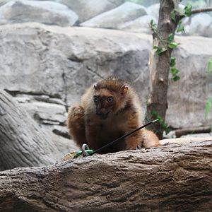 Blue-Eyed Black Lemur - Primate House