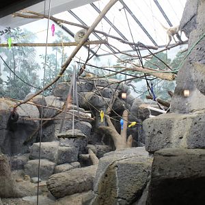 Black-Handed Spider Monkey Exhibit - Primate House