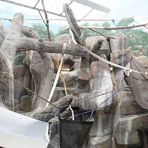 Patas Monkey Indoor Exhibit - Primate House