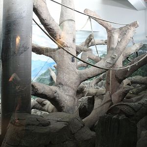 Orangutan Indoor Exhibit - Primate House