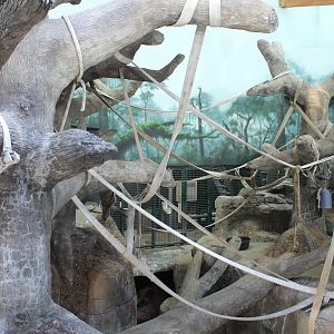 Gorilla Indoor Exhibit - Primate House