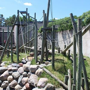 Orangutan Exhibit - Primate House