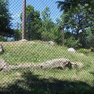 Gorilla Exhibit - Primate House