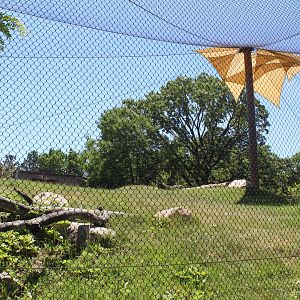 Gorilla Exhibit - Primate House